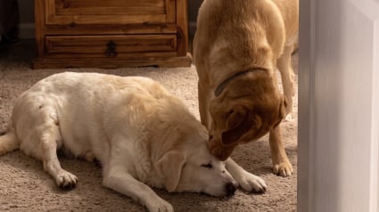 Illustration : &Eacute;puis&eacute; par sa visite chez le v&eacute;t&eacute;rinaire, ce vieux Labrador s'effondre devant son petit fr&egrave;re (vid&eacute;o)