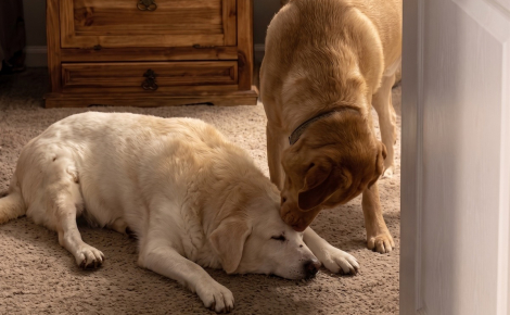 Épuisé par sa visite chez le vétérinaire, ce vieux Labrador s'effondre devant son petit frère (vidéo)