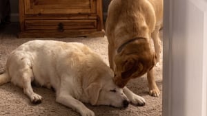 Illustration : Épuisé par sa visite chez le vétérinaire, ce vieux Labrador s'effondre devant son petit frère (vidéo)