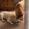 Illustration : &Eacute;puis&eacute; par sa visite chez le v&eacute;t&eacute;rinaire, ce vieux Labrador s'effondre devant son petit fr&egrave;re (vid&eacute;o)