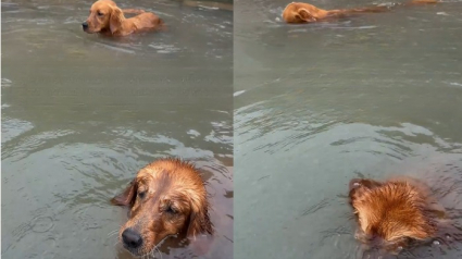 Illustration : Lors d'une baignade, ce jeune Golden Retriever reproduit la curieuse habitude de sa grande s&oelig;ur (vid&eacute;o)