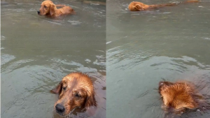 Illustration : Lors d'une baignade, ce jeune Golden Retriever reproduit la curieuse habitude de sa grande sœur (vidéo)