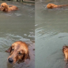 Illustration : Lors d'une baignade, ce jeune Golden Retriever reproduit la curieuse habitude de sa grande s&oelig;ur (vid&eacute;o)
