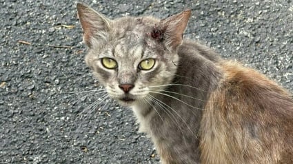 Illustration : Op&eacute;r&eacute; d'urgence pour une profonde blessure, ce chat errant risque de perdre son oreille