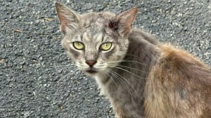 Illustration : Op&eacute;r&eacute; d'urgence pour une profonde blessure, ce chat errant risque de perdre son oreille