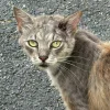 Illustration : Op&eacute;r&eacute; d'urgence pour une profonde blessure, ce chat errant risque de perdre son oreille
