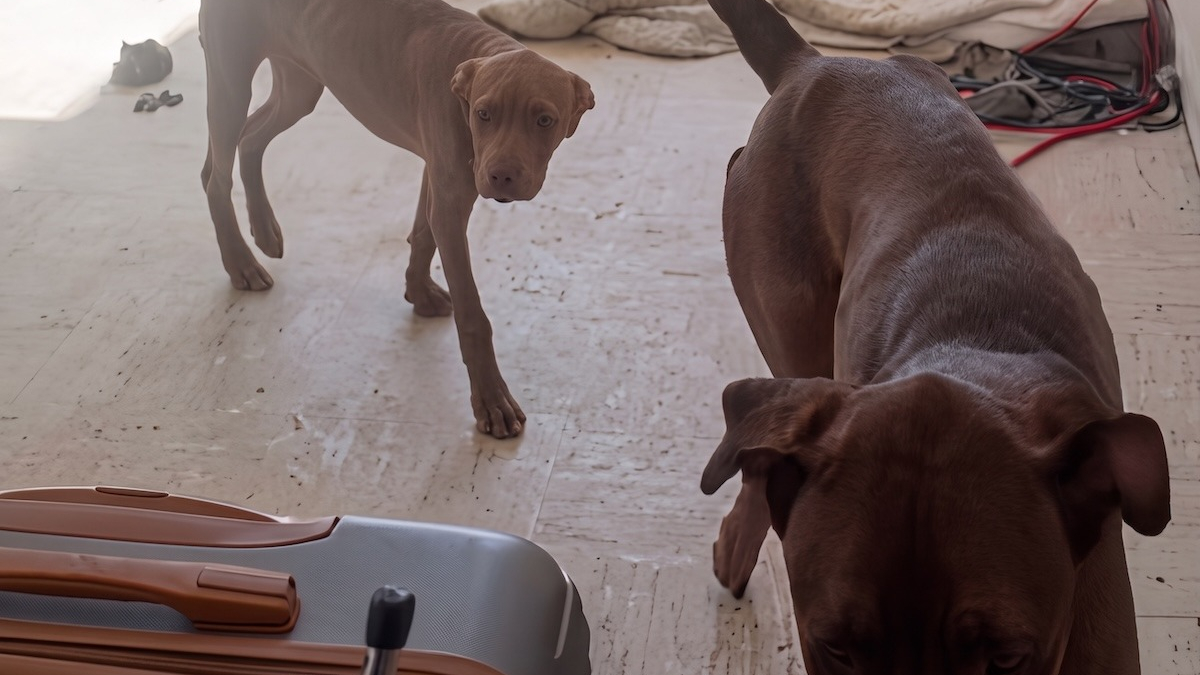 Illustration : "Enfermés sans eau ni nourriture dans un appartement insalubre, ce chiot de 6 mois et son aîné reçoivent une promesse de ceux qui les découvrent"