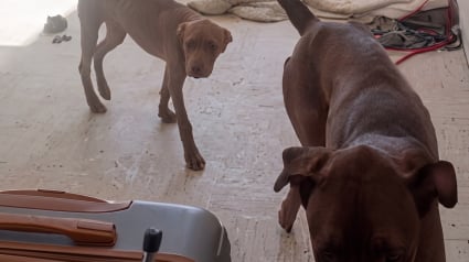 Illustration : Enferm&eacute;s sans eau ni nourriture dans un appartement insalubre, ce chiot de 6 mois et son a&icirc;n&eacute; re&ccedil;oivent une promesse de ceux qui les d&eacute;couvrent