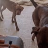 Illustration : Enferm&eacute;s sans eau ni nourriture dans un appartement insalubre, ce chiot de 6 mois et son a&icirc;n&eacute; re&ccedil;oivent une promesse de ceux qui les d&eacute;couvrent