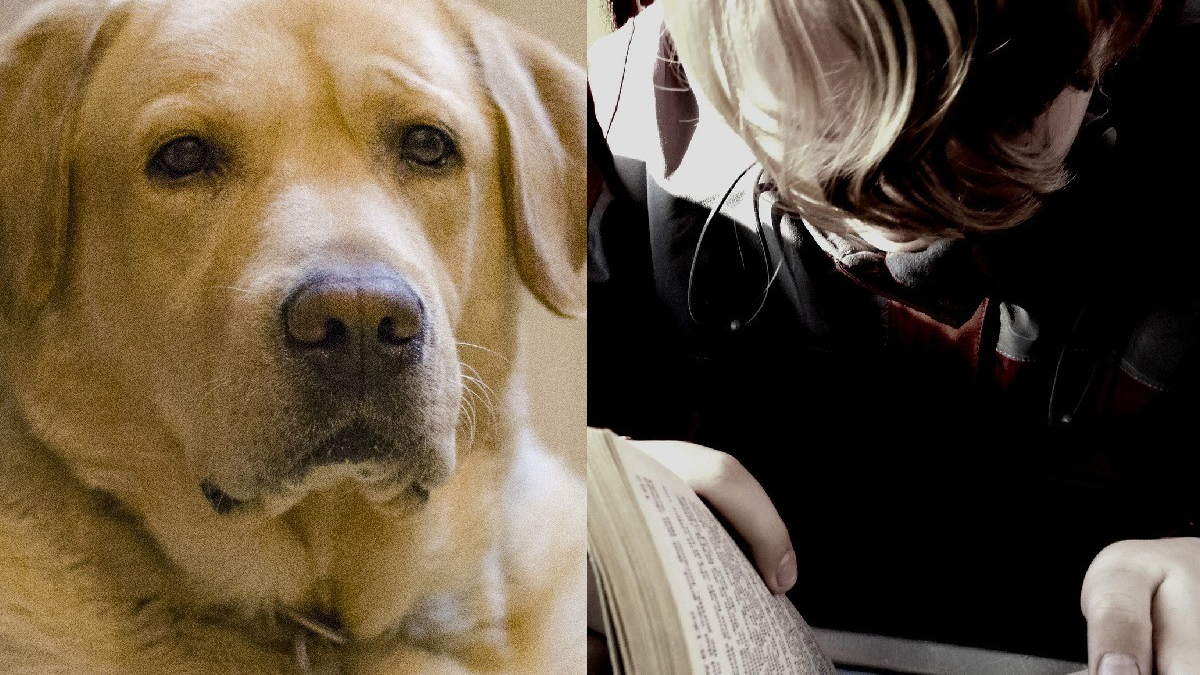 Illustration : "Rentrée scolaire : les chiens de lecture offrent une écoute sans jugement aux enfants en difficulté"