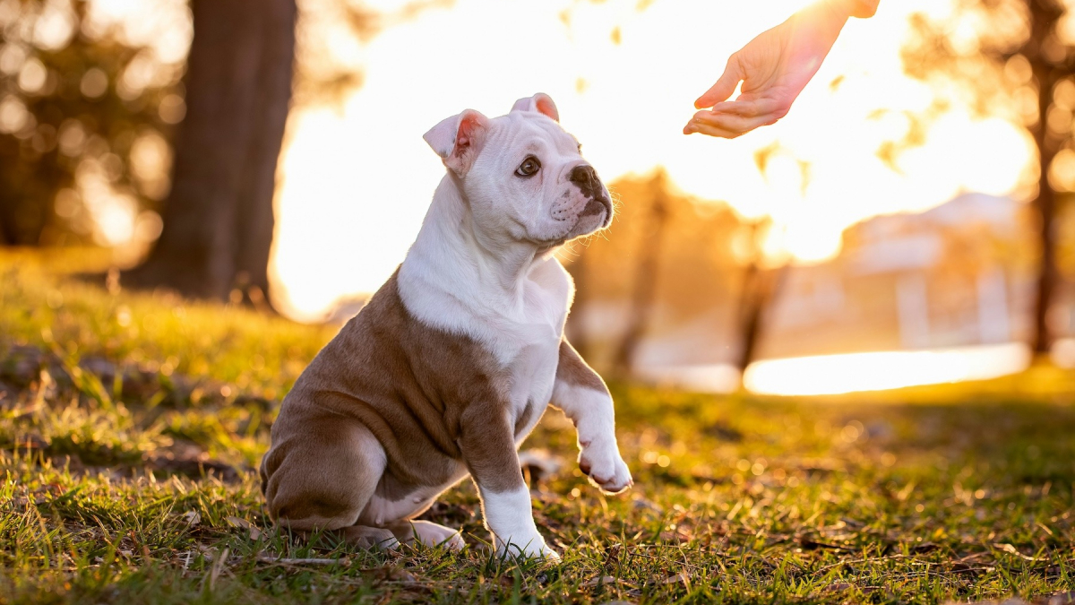 Illustration : "Pourquoi votre chien vous donne-t-il la patte sans que vous le lui demandiez ?"