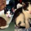 Illustration : T&eacute;tanis&eacute; sous un pont tr&egrave;s fr&eacute;quent&eacute;, ce minuscule chaton refusait de se laisser sauver (vid&eacute;o)