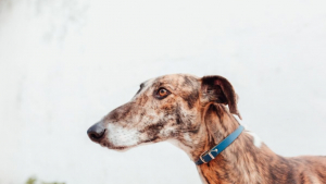 Illustration : Devenu inutile aux yeux d’un chasseur, ce Galgo épileptique espère trouver une vraie famille