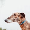 Illustration : Devenu inutile aux yeux d&rsquo;un chasseur, ce Galgo &eacute;pileptique esp&egrave;re trouver une vraie famille