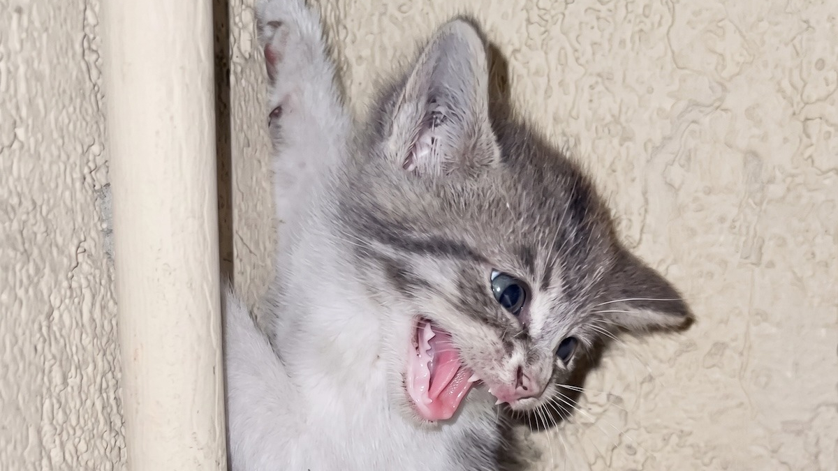 Illustration : "Coincé sur un boîtier électrique, ce chaton terrifié refuse de se laisser secourir"