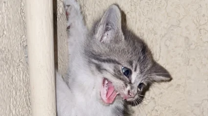 Illustration : Coinc&eacute; sur un bo&icirc;tier &eacute;lectrique, ce chaton terrifi&eacute; refuse de se laisser secourir