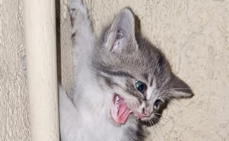 Coincé sur un boîtier électrique, ce chaton terrifié refuse de se laisser secourir