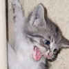 Illustration : Coinc&eacute; sur un bo&icirc;tier &eacute;lectrique, ce chaton terrifi&eacute; refuse de se laisser secourir