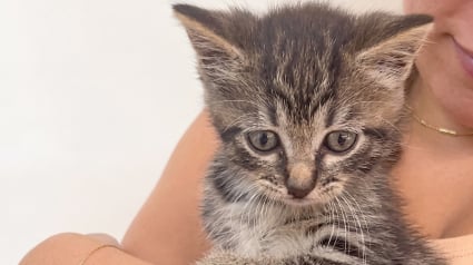Illustration : Apr&egrave;s avoir trouv&eacute; un chaton d'un mois dans la rue, ces deux amies l'emm&egrave;nent vivre une premi&egrave;re journ&eacute;e m&eacute;morable (vid&eacute;o)
