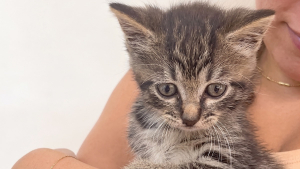 Illustration : Après avoir trouvé un chaton d'un mois dans la rue, ces deux amies l'emmènent vivre une première journée mémorable (vidéo)