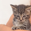 Illustration : Apr&egrave;s avoir trouv&eacute; un chaton d'un mois dans la rue, ces deux amies l'emm&egrave;nent vivre une premi&egrave;re journ&eacute;e m&eacute;morable (vid&eacute;o)