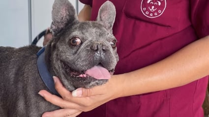 Illustration : Trouv&eacute; bless&eacute; pr&egrave;s d'un temple, ce Bouledogue Fran&ccedil;ais apeur&eacute; modifie la vie du v&eacute;t&eacute;rinaire venu le soigner