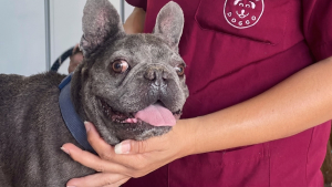 Illustration : Trouvé blessé près d'un temple, ce Bouledogue Français apeuré modifie la vie du vétérinaire venu le soigner