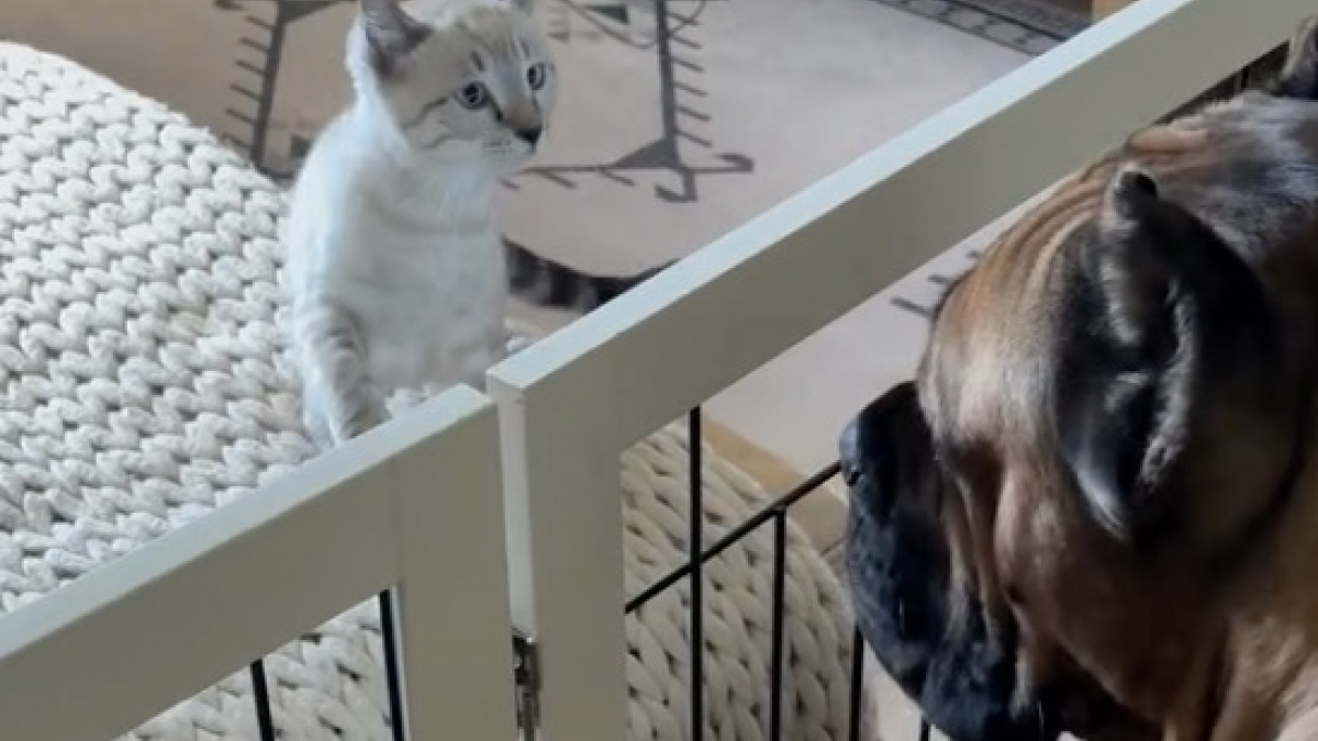 Illustration : "Tétanisés par l'idée d'un drame, ces maîtres retiennent leur souffle en présentant un chaton à leur imposant Cane Corso (vidéo)"