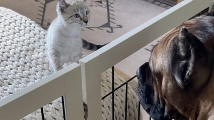 Illustration : T&eacute;tanis&eacute;s par l'id&eacute;e d'un drame, ces ma&icirc;tres retiennent leur souffle en pr&eacute;sentant un chaton &agrave; leur imposant Cane Corso (vid&eacute;o)