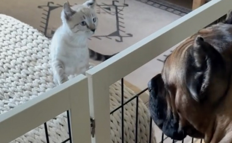 Un impressionnant Cane Corso et un chaton défient les préjugés en se liant d’amitié et en s’amusant quotidiennement ensemble (vidéo)