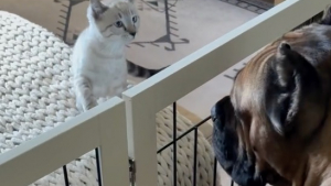 Illustration : Un impressionnant Cane Corso et un chaton défient les préjugés en se liant d’amitié et en s’amusant quotidiennement ensemble (vidéo)