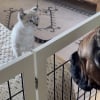 Illustration : T&eacute;tanis&eacute;s par l'id&eacute;e d'un drame, ces ma&icirc;tres retiennent leur souffle en pr&eacute;sentant un chaton &agrave; leur imposant Cane Corso (vid&eacute;o)