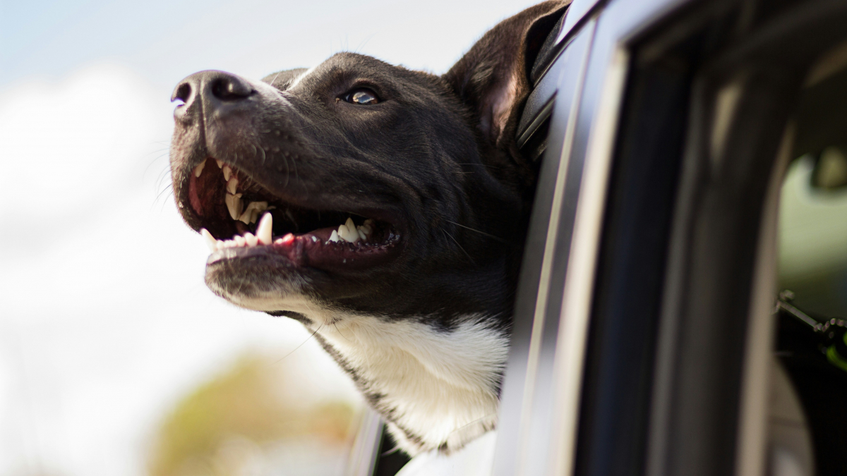 Illustration : "En voiture, pourquoi les chiens adorent-ils sortir la tête par la fenêtre à 80 km/h ?"