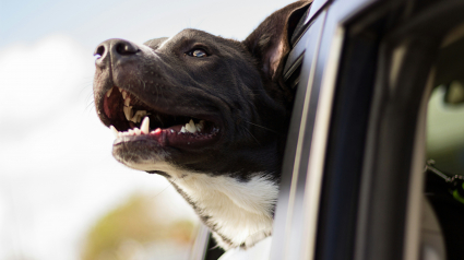 Illustration : En voiture, pourquoi les chiens adorent-ils sortir la t&ecirc;te par la fen&ecirc;tre &agrave; 80 km/h ?