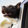 Illustration : En voiture, pourquoi les chiens adorent-ils sortir la t&ecirc;te par la fen&ecirc;tre &agrave; 80 km/h ?