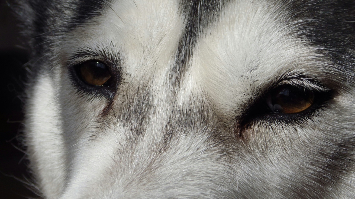 Illustration : "6 raisons pouvant expliquer les yeux gonflés de votre chien"