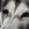 Illustration : 6 raisons pouvant expliquer les yeux gonfl&eacute;s de votre chien
