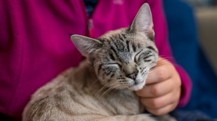 Illustration : Les chats ronronnent-ils uniquement pour communiquer avec les humains ?