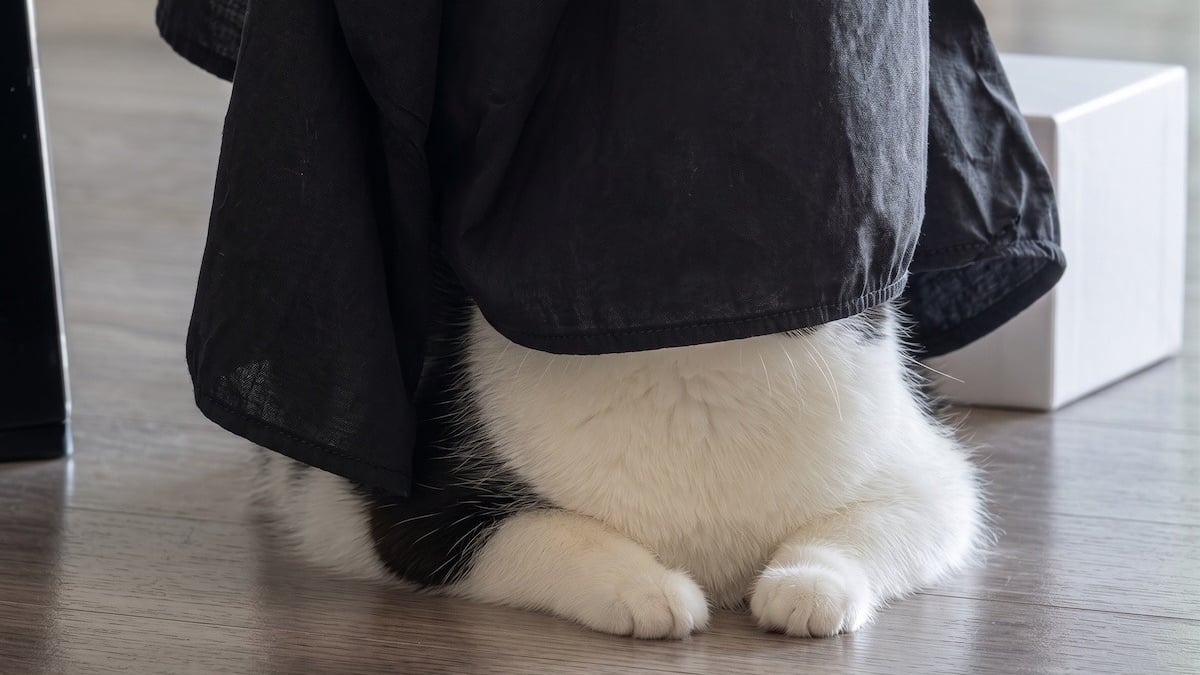 Illustration : "« Si je ne te vois pas, tu ne me vois pas », persuadé d'être devenu invisible, ce chat a trouvé la pire cachette (vidéo)"