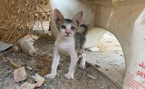 Sous 50°C, un homme rampe sous une citerne pour extraire un chaton à bout de forces