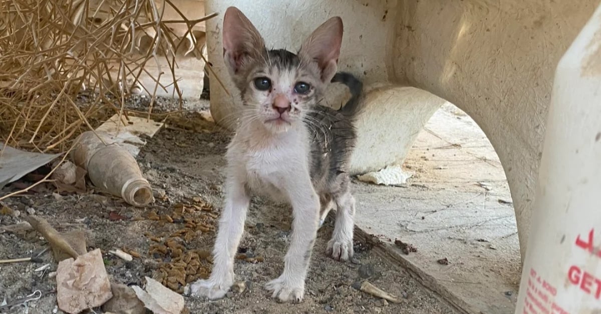 Sous 50°C, un homme rampe sous une citerne pour extraire un chaton à bout de forces