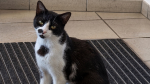 Illustration : Après avoir enquêté sur ce chat venu gratter à leur porte, ces policiers lorrains lui ont trouvé un rôle officiel