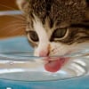 Illustration : Une &eacute;tude scientifique explique pourquoi la p&acirc;t&eacute;e est si importante pour votre chat
