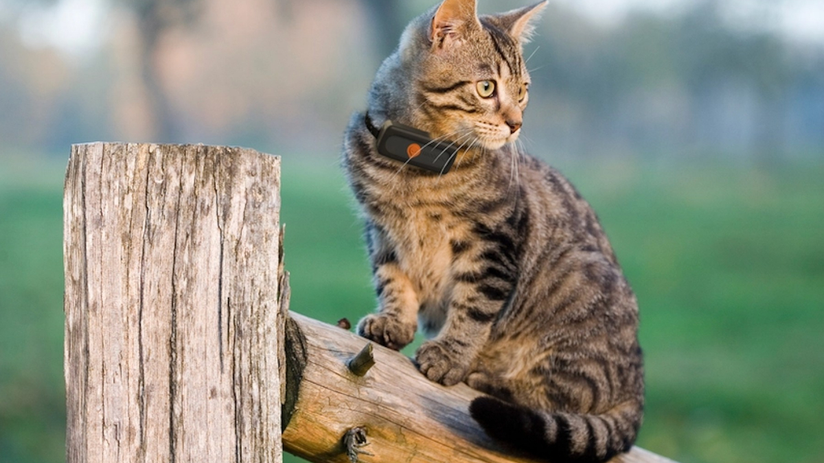Illustration : "D’après une étude internationale de Weenect, les chats français déclenchent plus d’alertes GPS malgré un territoire parmi les plus petits"
