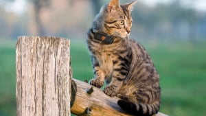 Illustration : D&rsquo;apr&egrave;s une &eacute;tude internationale de Weenect, les chats fran&ccedil;ais d&eacute;clenchent plus d&rsquo;alertes GPS malgr&eacute; un territoire parmi les plus petits