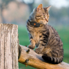 Illustration : D&rsquo;apr&egrave;s une &eacute;tude internationale de Weenect, les chats fran&ccedil;ais d&eacute;clenchent plus d&rsquo;alertes GPS malgr&eacute; un territoire parmi les plus petits
