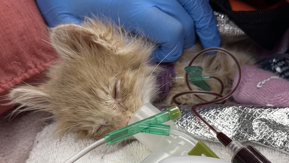 Illustration : "« Je n’entendais pas son cœur battre » : ce chaton de 8 semaines a soudainement repris son souffle aux urgences"