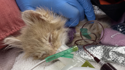 Illustration : &laquo; Je n&rsquo;entendais pas son c&oelig;ur battre &raquo; : ce chaton de 8 semaines a soudainement repris son souffle aux urgences