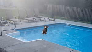 Illustration : Prête à tout pour plonger dans la piscine, cette chienne a trouvé la ruse parfaite pour sortir (vidéo)