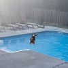 Illustration : Pr&ecirc;te &agrave; tout pour plonger dans la piscine, cette chienne a trouv&eacute; la ruse parfaite pour sortir (vid&eacute;o)